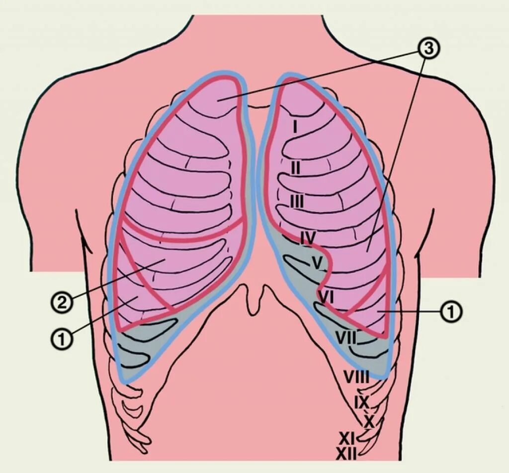 Проекция границ плевры на грудную стенку. Проекция границ легких и плевры. Границы плевры схема. Проекция границ лёгких и плевры на грудную клетку. Границы легкого по ребрам