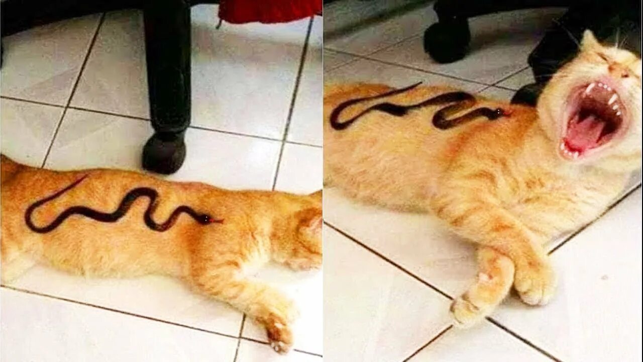 Коты с озвучкой. Смешные котики с озвучкой. Смешные коты и кошки до слёз. Смешные коты до слез. Коты видео.