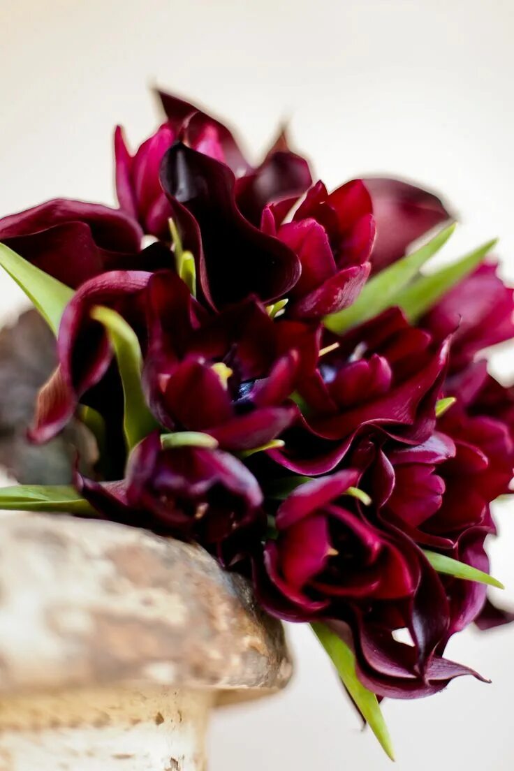 Burgundy Dried Rose Petals Luxury Biodegradable Rose Petal - Etsy Burgundy aesth