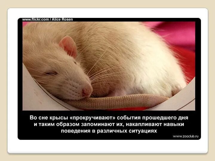 Сон белые крысы к чему снится женщине. К чему снятся крысы. Интересные факты о крысах.