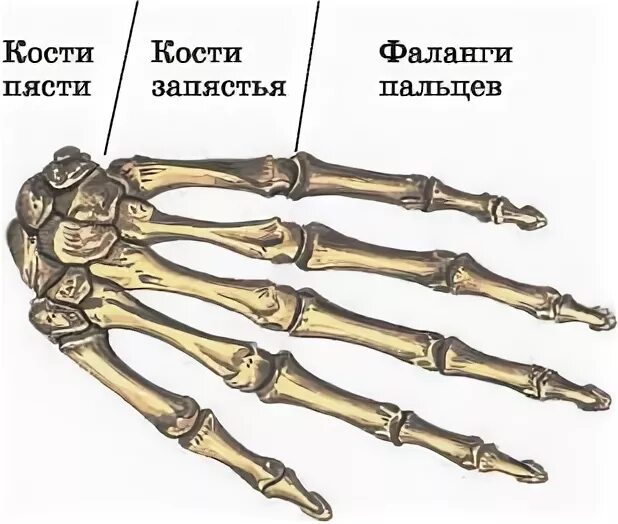 Фаланги пальца тип соединения. Кости запястья анатомия человека. Кости пясти и фаланги пальцев. Кости кисти пясть запястья. Кисть кости запястья пясти и пальцев фаланги.