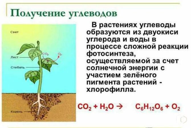 Запасным углеводом в животной клетке является