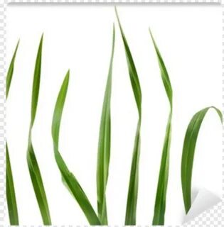 Ornamental Grass, Grass Border, Green Grass, Farm, Grass Vector, Grass Hill...