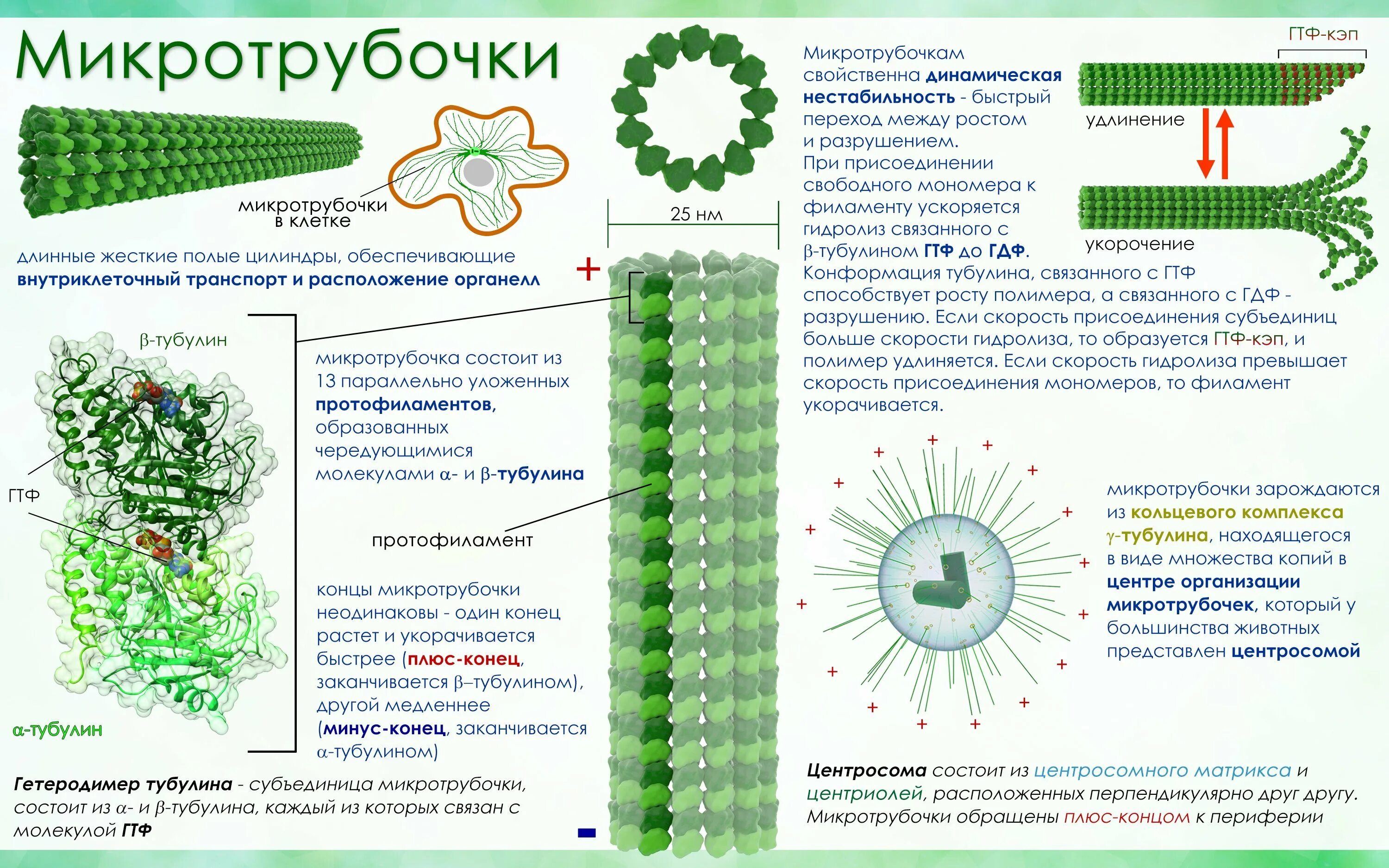 Какая структура образована микротрубочками