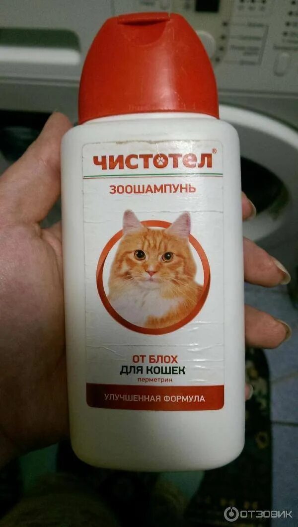 Как мыть кошку от блох. Шампунь от блох для кошек. шампунь от блох для котят. чистотел шампунь для кошек. шампунь чистотел для кошек от блох.