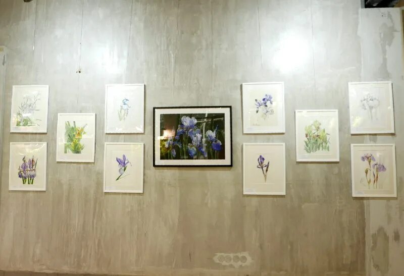 Аптекарский огород выставка тюльпанов. Выставка тюльпанов в ботаническом саду в петербурге. Аптекарский огород выставка тюльпанов. Цветок "пион". Выставка в ботаническом саду 2024.