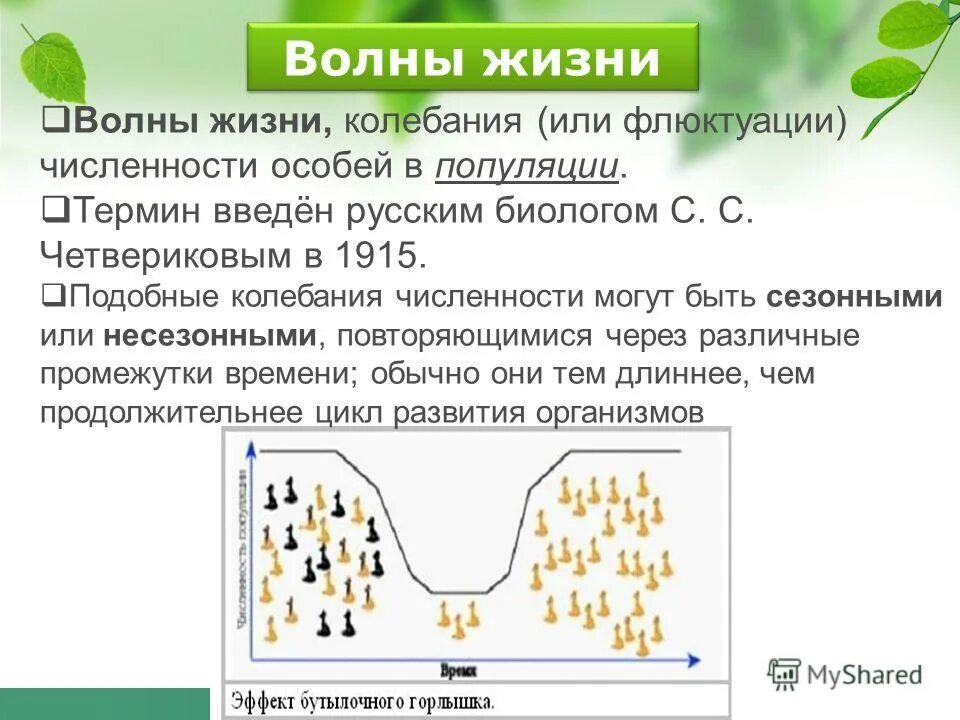 колебание численности популяций, волны жизни. колебания численности волков. популяционные волны это в биологии. колебание численности особей. колебание численности особей.