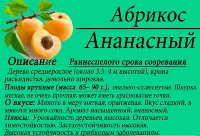 Абрикос шалах дерево. Абрикос россиянин описание отзывы. Абрикос россиянин описание отзывы. Абрикос в среднем поволжье сорта лучшие. Абрикос для подмосковья лучшие.