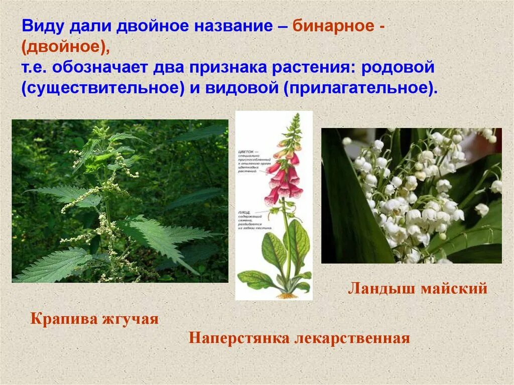 Технические виды растений. Двойные названия растений. Что такое двойное видовое название.