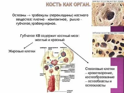 Красное костное вещество