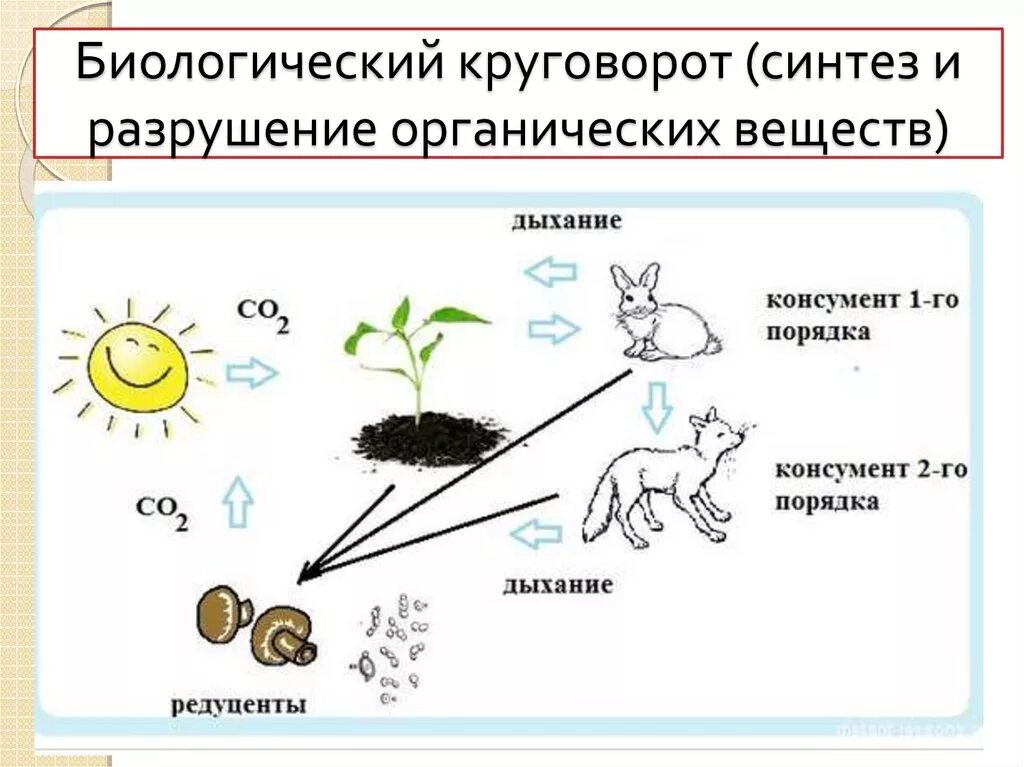 Схема биологического круговорота в природе. Схема биологического круговорота веществ. Упрощённая схема биологического круговорота веществ. Модель схема«круговорот веществ в природе». Цепочка биологического круговорота