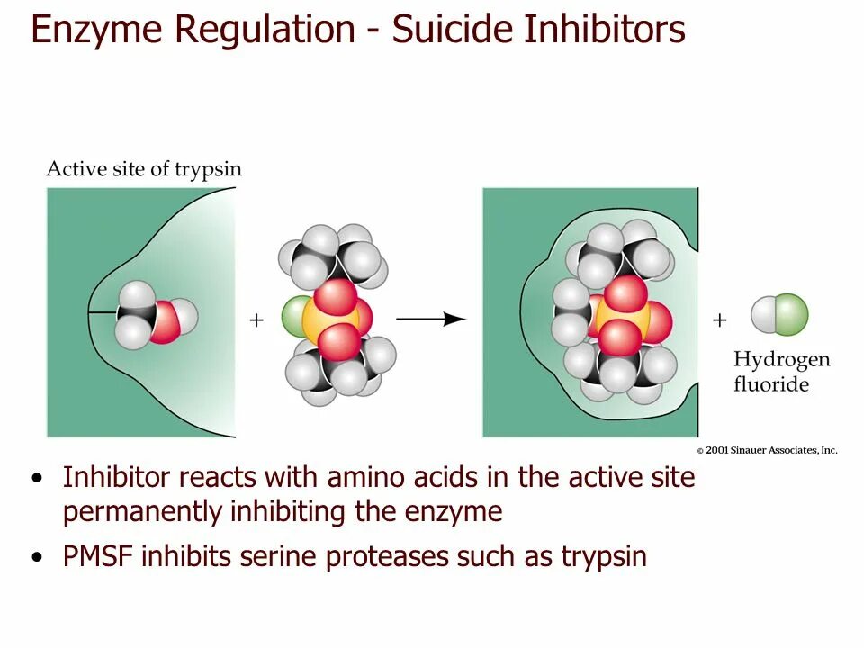 Enzymes structure. Enzyme inhibitors. Chemical structure of Enzyme inhibitors. Allosteric Regulation of Enzyme activity. Пав энзимы