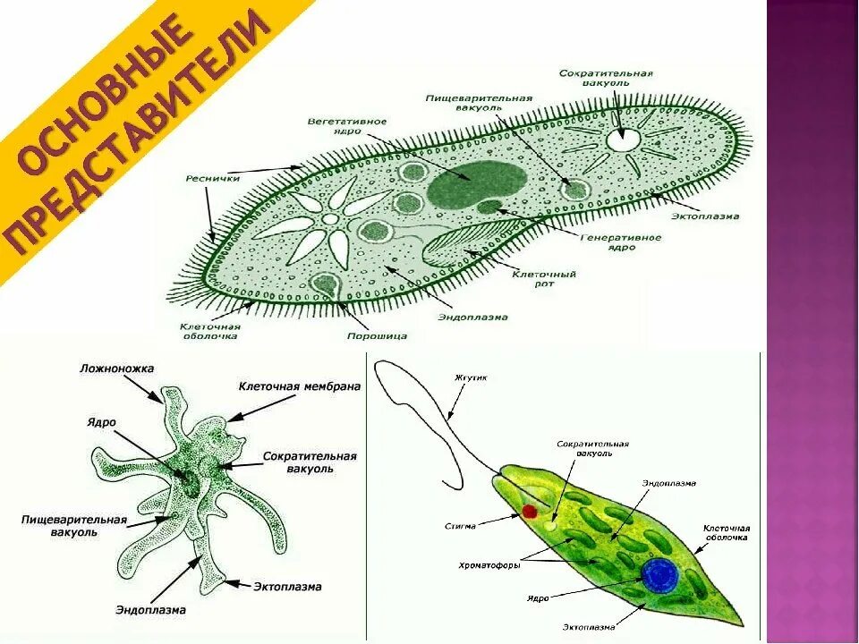Строение одноклеточных животных 7 класс биология. Строение простейших 7 класс биология. Одноклеточные животные 7 класс биология. Строение одноклеточного животного.