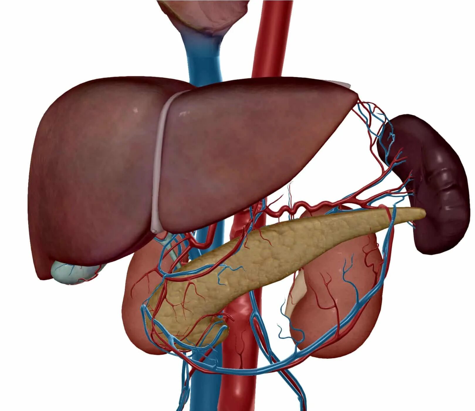 Поджелудочная железа располагается в брюшной полости. Печень почки железо. Почки и зрение какая связь. Анатомия поджелудочной железы и почек. Анатомия расположения желчного пузыря.