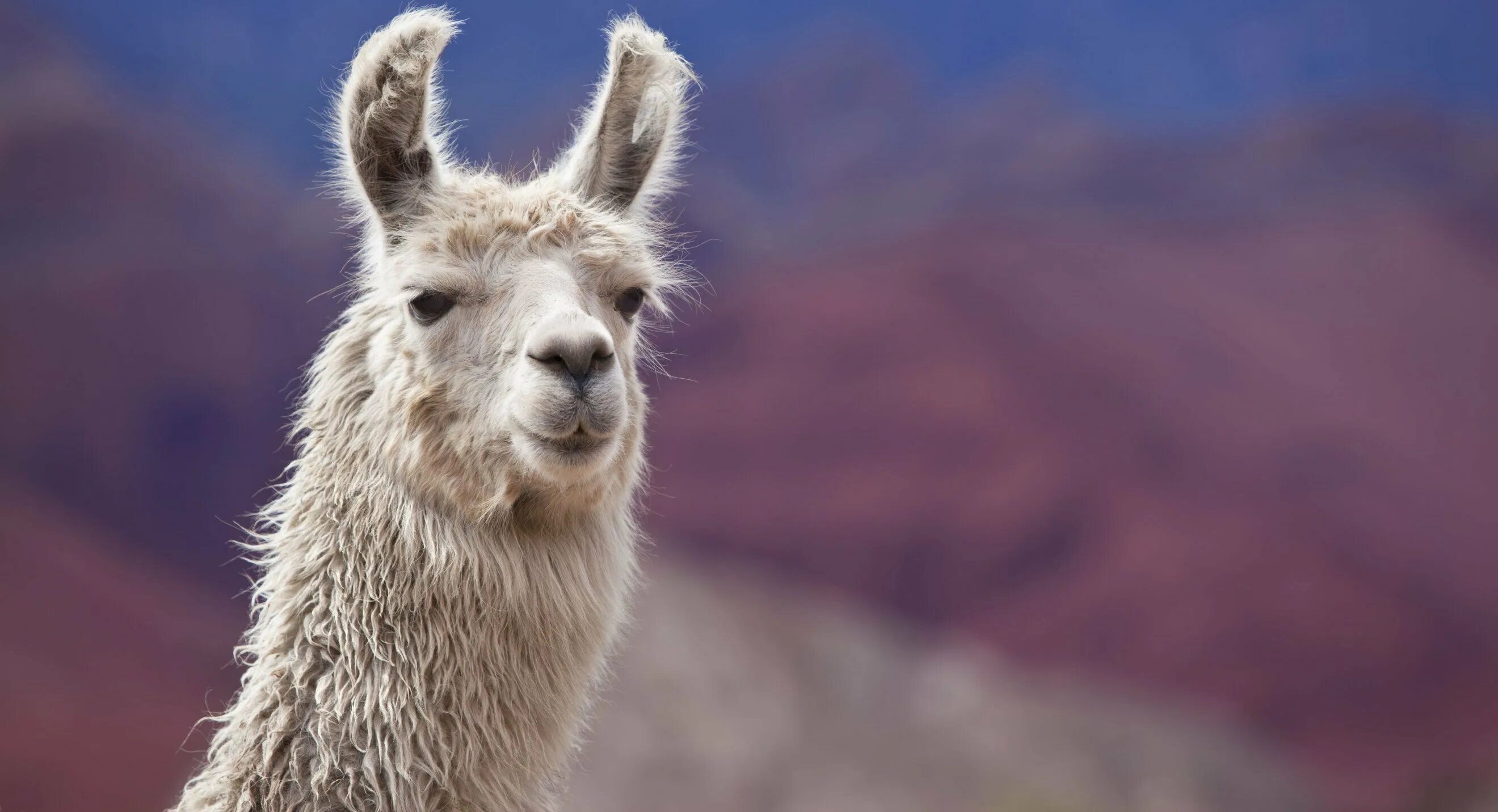 Альпака уакайа. Включи 4 лам. Включи 4 лам. Включи 4 лам. Включи 4 лам.