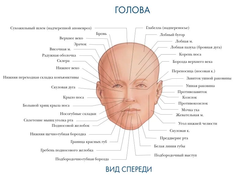 Нос затылок. Подбородочно губная борозда. Части лица названия анатомия. Части головы человека названия.