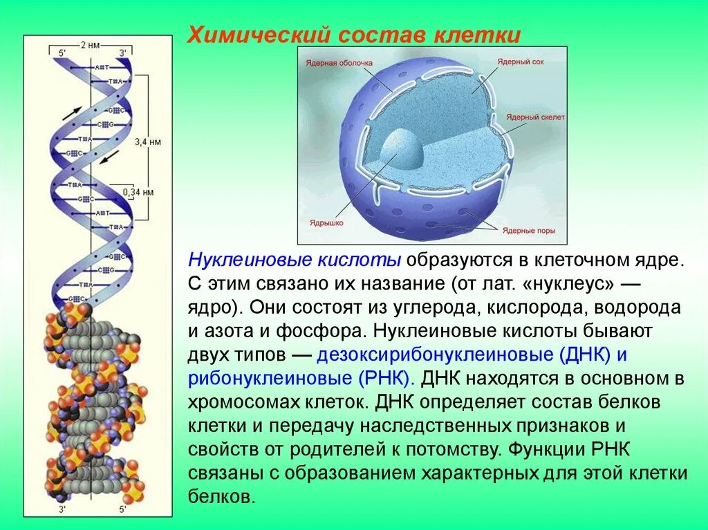 Состоят из углерода водорода кислорода. Химическая структура клетки. Нуклеиновые кислоты в ядре клетки.