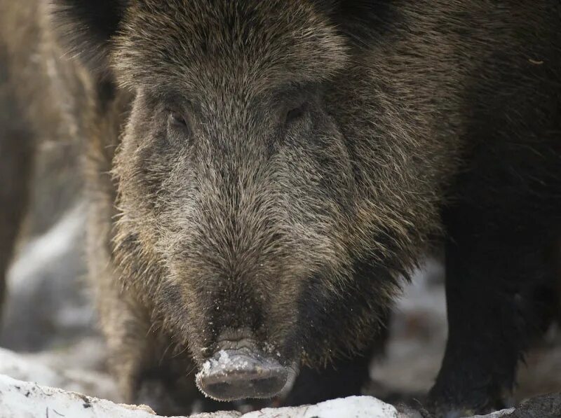 Кабаны в самарской области. Нижний новгород кабанов. Охота в карелии охота на кабана. Зам главы администрации кабанов артем. Кабаны в воронежской области.