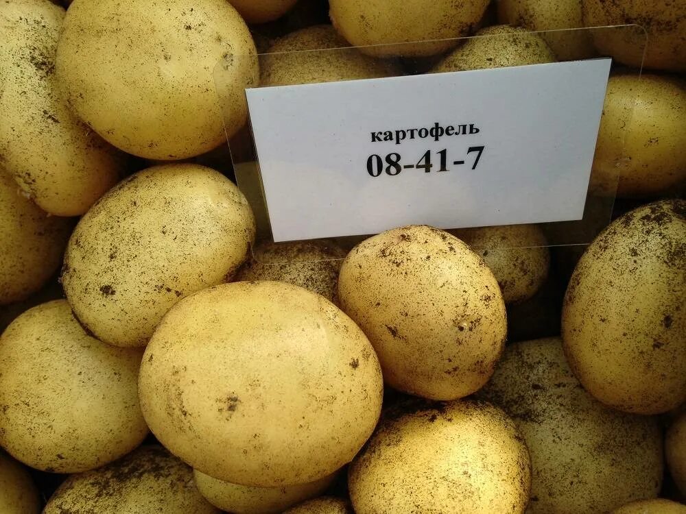 Есть ли сорт картофеля. Сорт картофеля фелокс. сорт картофеля тимо. семенной картофель кримм. сорт.картофеля.придеснянский.