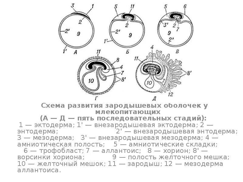 Схема зародышевых оболочек. Схема развития внезародышевых органов у млекопитающих. Образование внезародышевых оболочек у млекопитающих. Внезародышевые оболочки человека.