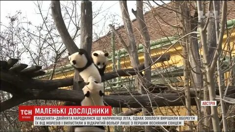 Панденок в зоопарке