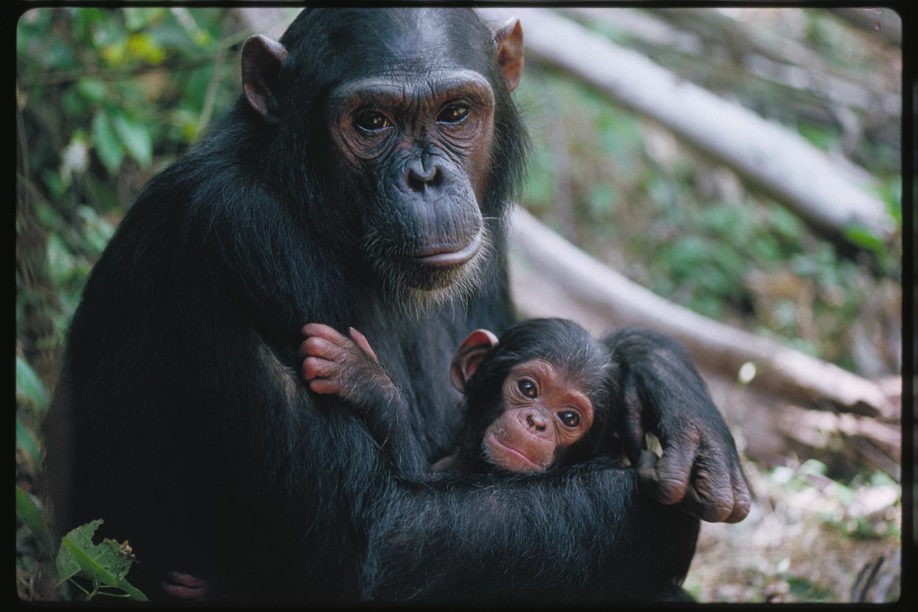 Обезьяны 1 класс. Шимпанзе бонобо. Шимпанзе человекообразные обезьяны. Детеныш обезьяны. Детеныш шимпанзе.