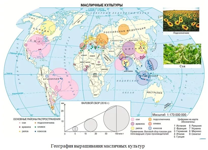 Районы выращивания на карте. География выращивания масличных культур. Главные районы производства масличных культур. Районы распространения масличных культур.