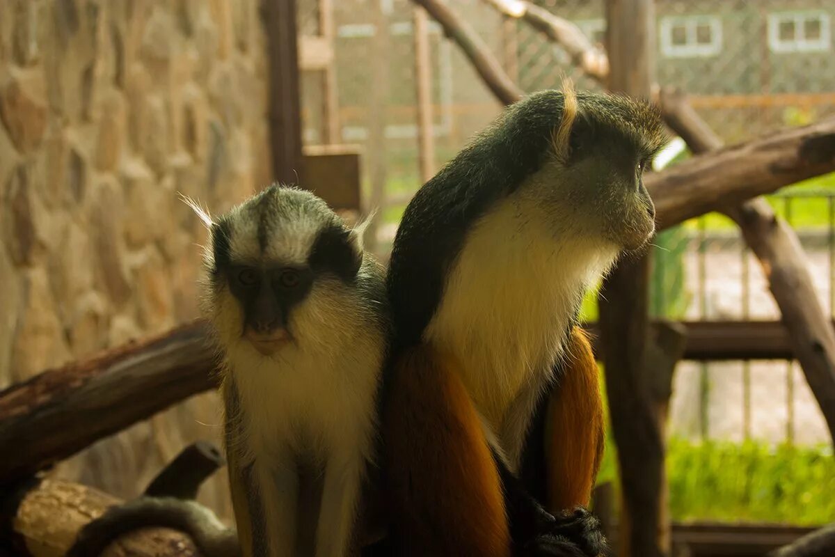 планета обезьян зоопарк калужское. обезьяны калужское шоссе. планета обезьян троицк зоопарк. контактный зоопарк планета обезьян. планета обезьян зоопарк.