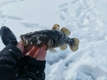 Ротан зимой