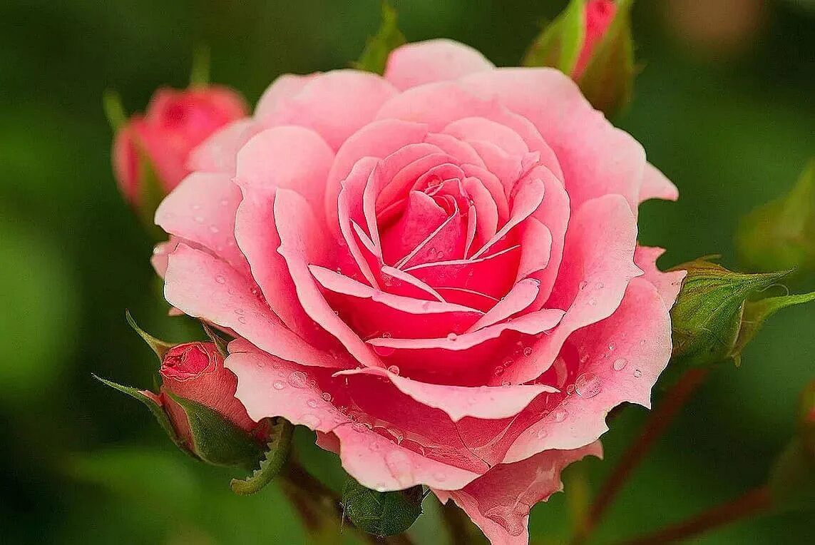 Beautiful rose flowers