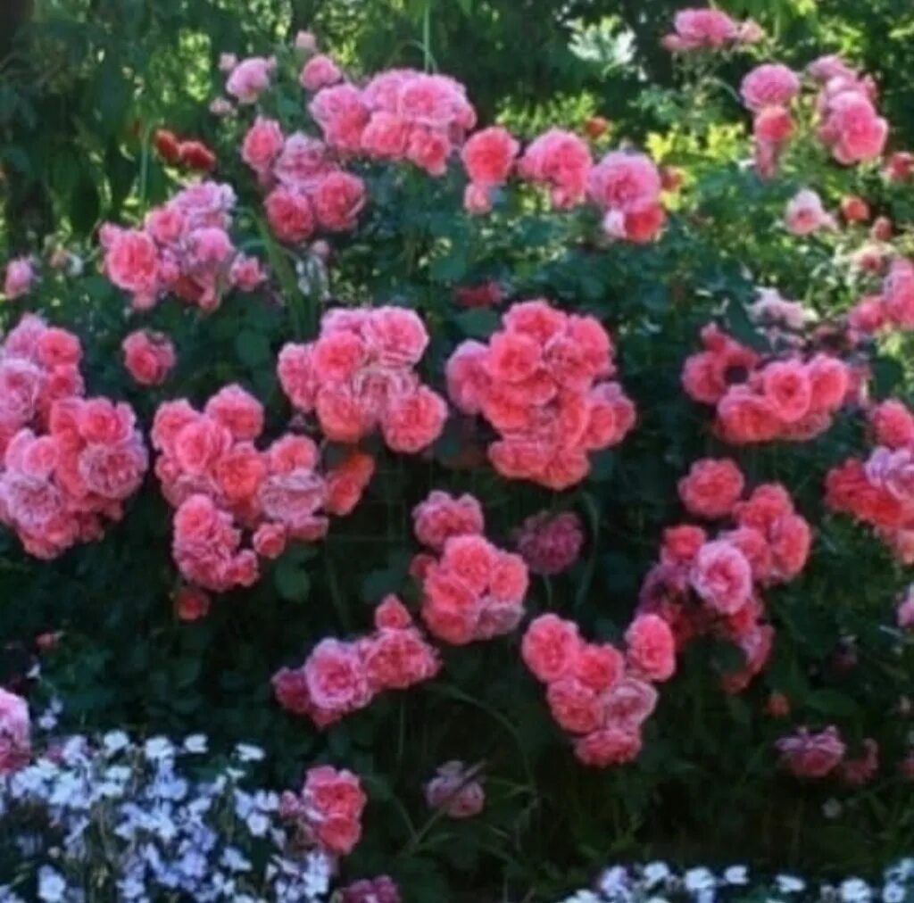 Роза почвопокровная les quatre saisons. Les quatre. Роза почвопокровная лес кватре сизонс. Четыре сезона les quatre saisons роза. Четыре сезона les quatre saisons почвопокровные розы.