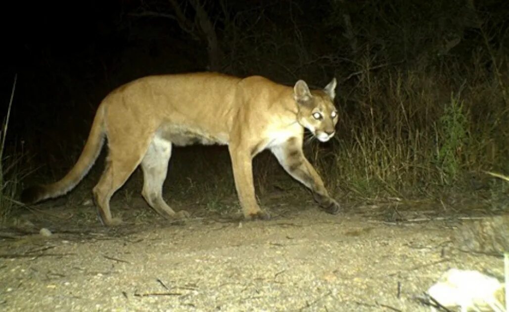 Пума нападает. Пума конколор кугуар. puma concolor puma. пума ягуарунди альбинос.