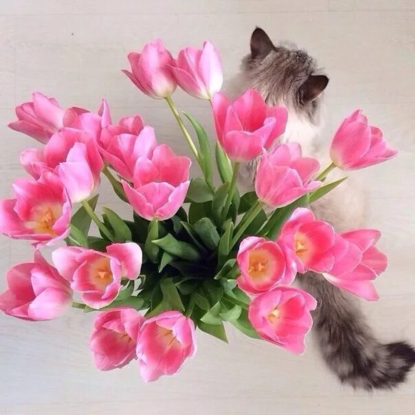 Тюльпашки кот. Прикол тюльпаны для милашки. Цветок Тюльпашка. Тюльпашки для милашки
