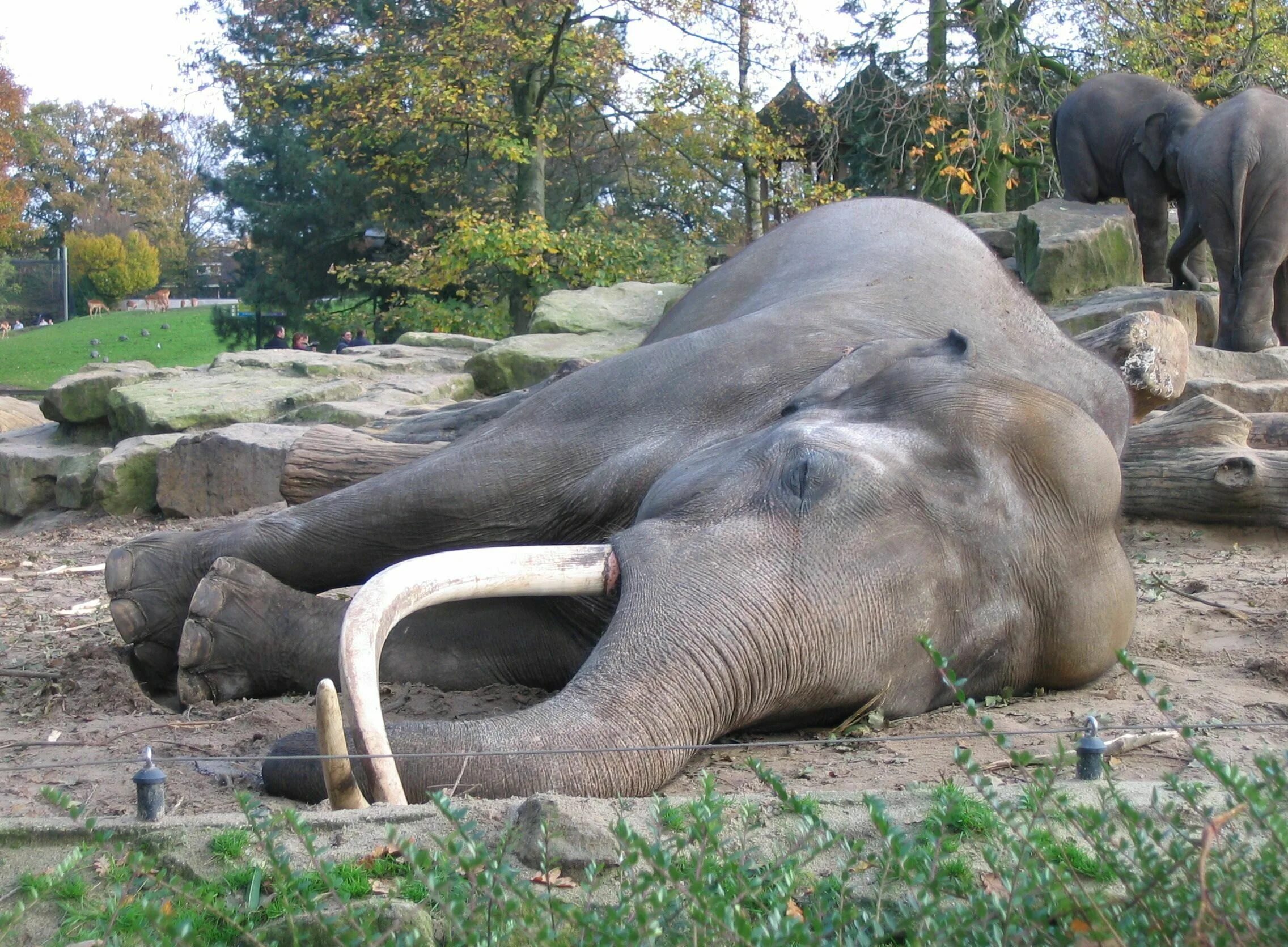 Огромные половые органы. Спящий Слоненок. Спящие слоны. Слоны спят стоя. Лежачий слон.
