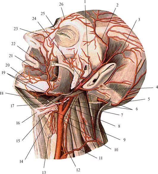 Наружная Сонная и подключичная артерии. Наружная Сонная артерия анатомия. Наружная Сонная артерия анатомия ветви. Наружная Сонная артерия анатомия топография. Сонные артерии на лице