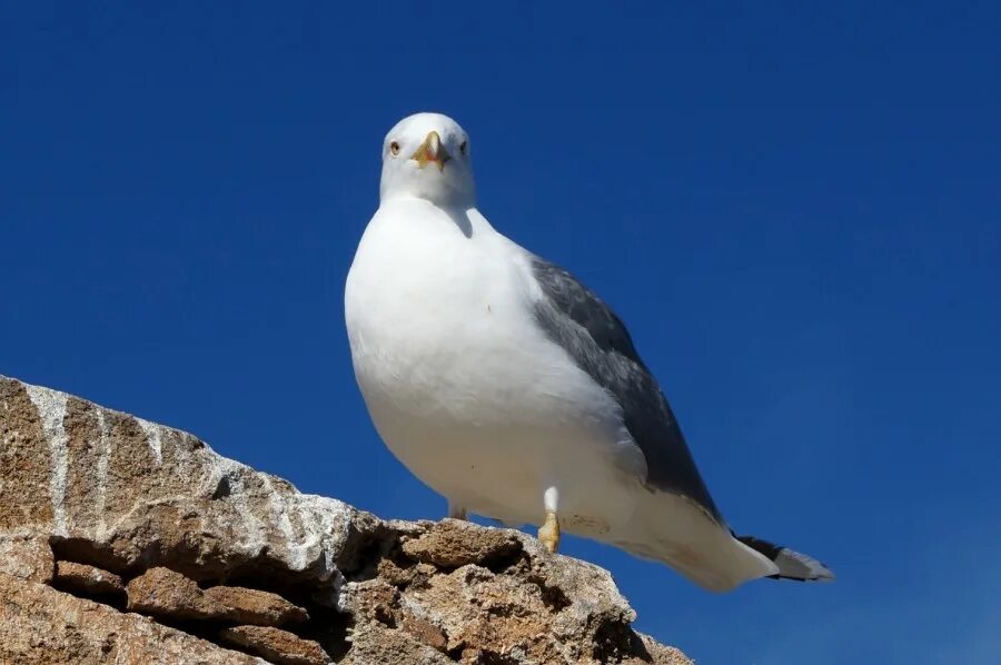 белая чайка где найти