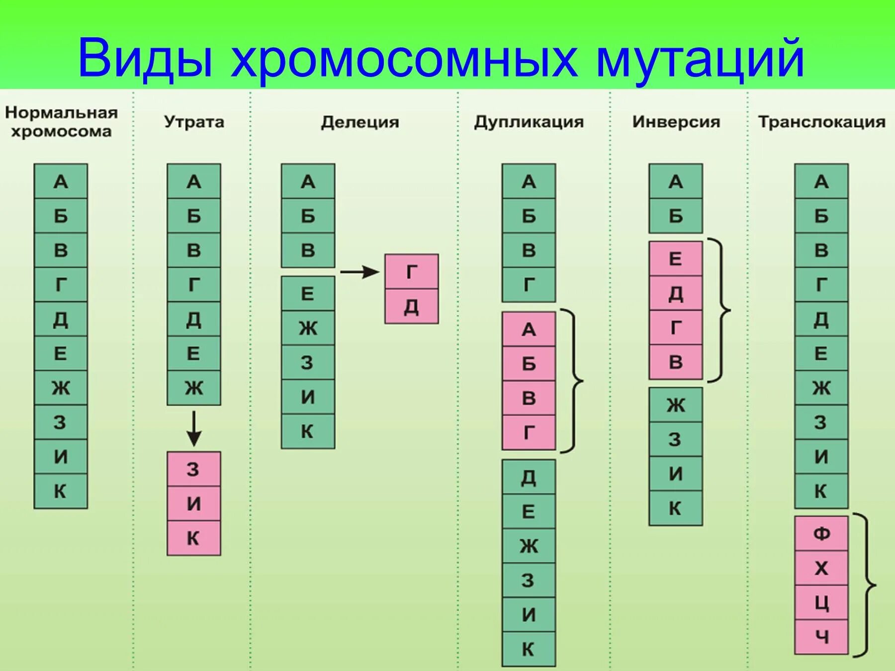 5 Основных типов хромосомных мутаций. Хромосомные мутации биология 10 класс. Изохромосомныемутации. Виды хромососмныхмутаций. Изменения первой хромосомы