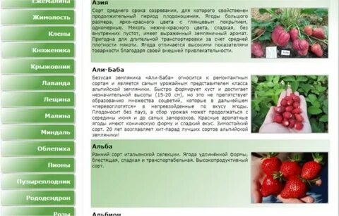 Отличие ремонтантной клубники от обычной