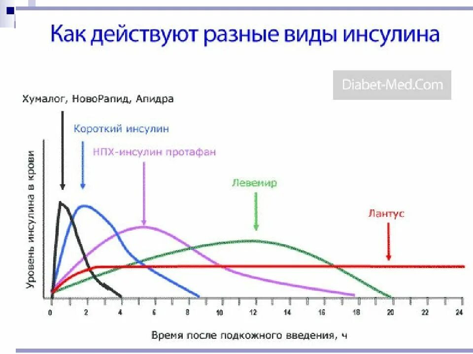 Схема действия инсулина новорапид. Инсулин левемир график действия. График действия инсулинов. Левемир схема действия инсулина