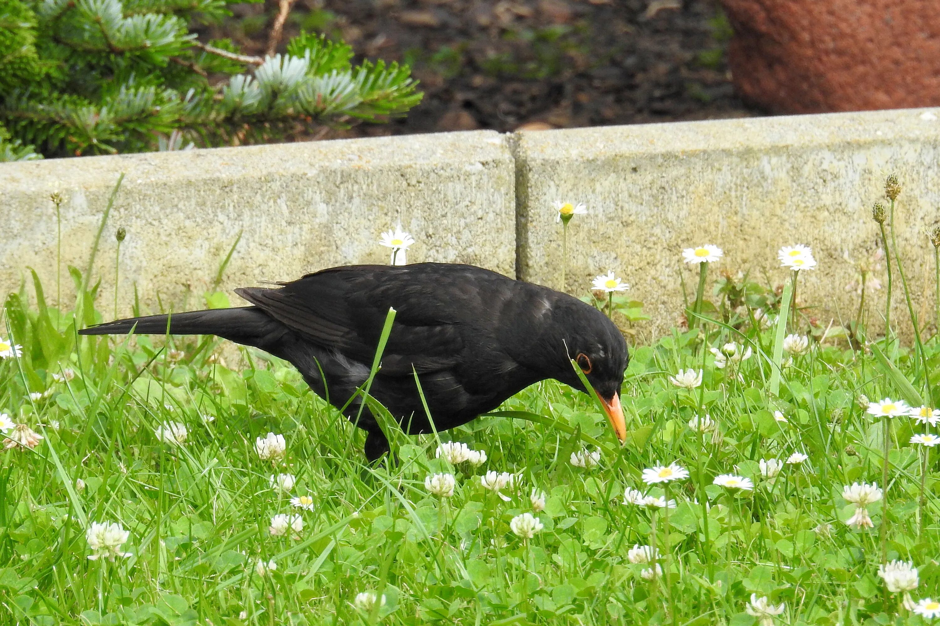 Черная птица. Темная птица в траве. Черные птицы на участке. Черные птицы на газоне. Дрозд черный и человек