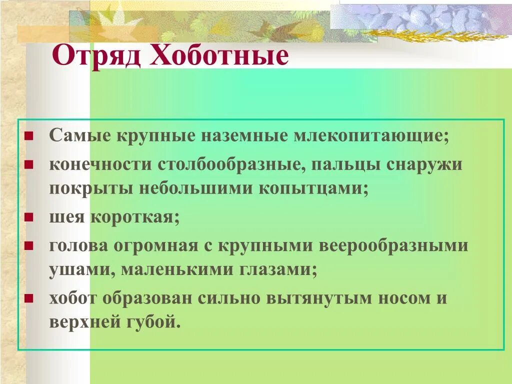 Хоботные значение в природе. Семейства отряда хоботные. хоботные презентация 7 класс. отряд хоботные презентация. отряды млекопитающих хоботные.
