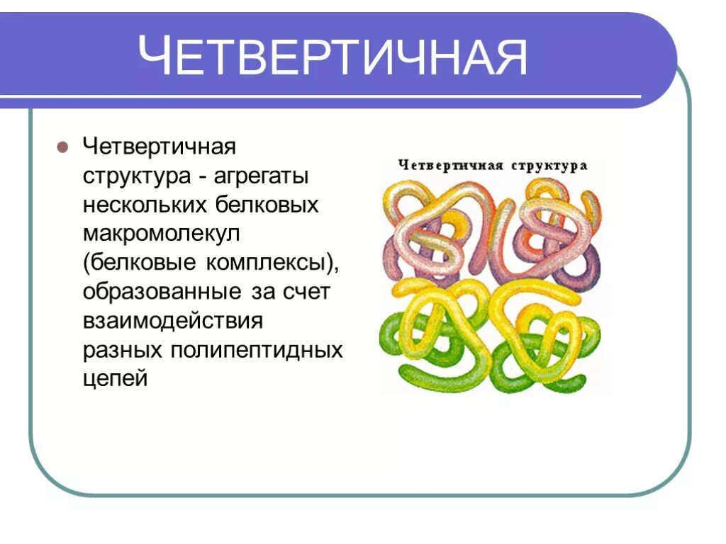 Белки в воде образуют. Четвертичная структура белка. Четвертичная структура белков. Четвертичная структура. Белки презентация.