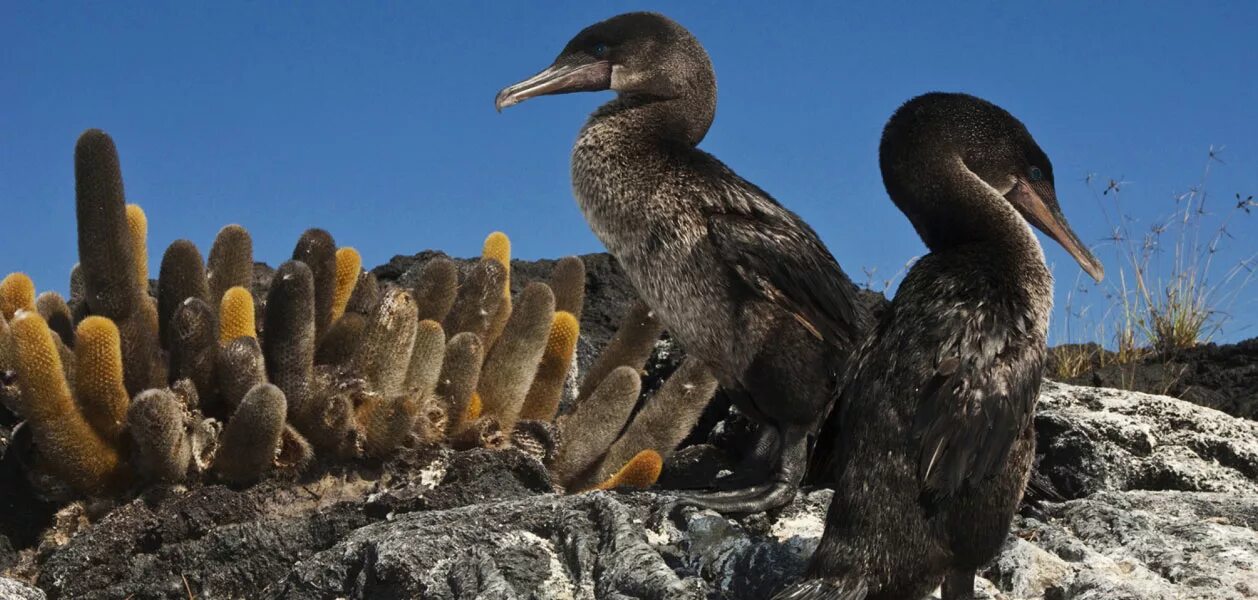 Птицы галапагосских островов. Галапагосский нелетающий Баклан. Galapagos Flightless Cormorant Sea Bird. Galapagos Cormorants. Галапагосские острова птицы летают.