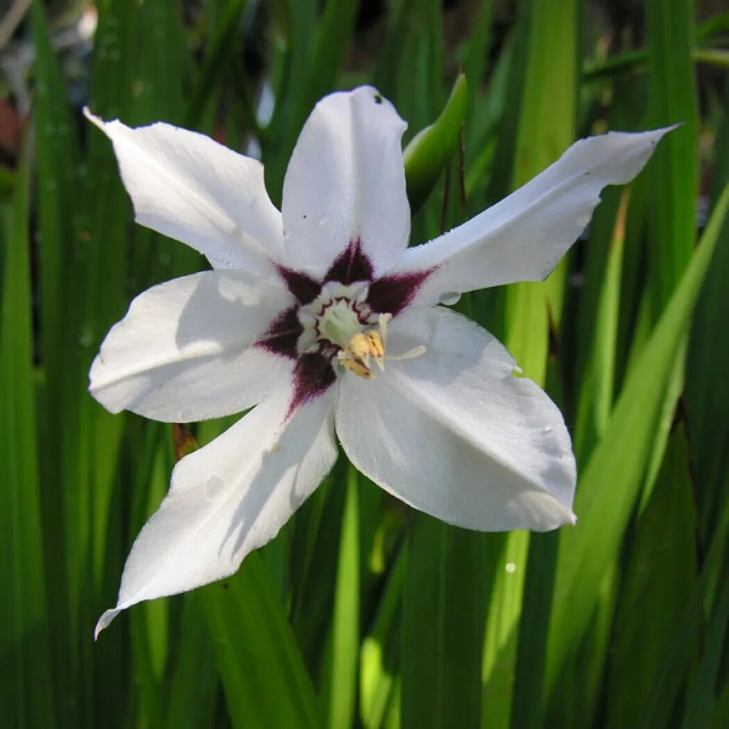 Ацидантера двухцветная вайт. Гладиолус Ацидантера. Acidanthera bicolor. Душистый Гладиолус Ацидантера. Ацидантера bicolor.