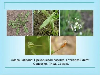 Соцветия семена плоды