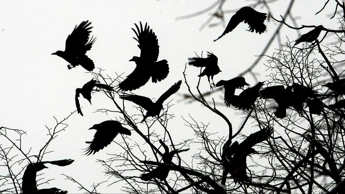 Стая черных птиц. Вороны кружат. Стая ворон. Вороны стая. Птицы на черном фоне.