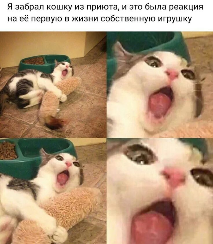 Мемы про котят. Мемы с котом. Кот Мем. Смешные мемы с котами. Мемы про котов до слез.