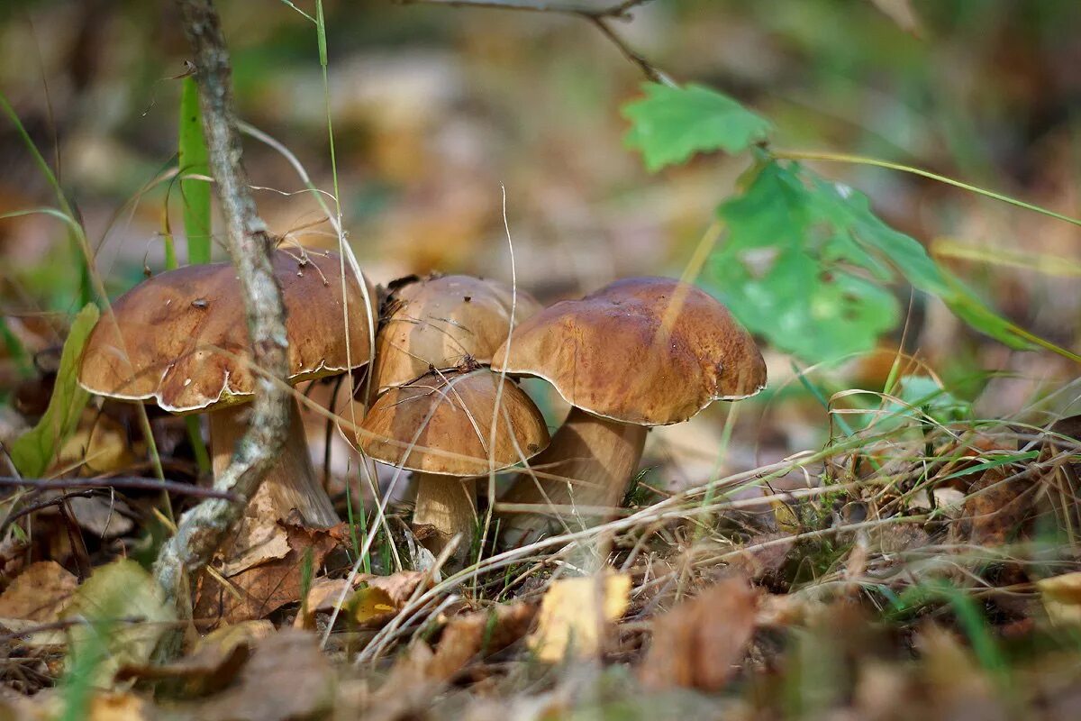 грибная пора осенью. грибы осенью. грибы в осеннем лесу. грибы в лесу. осенний грибной лес.