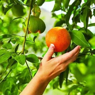 Pick fruit перевод