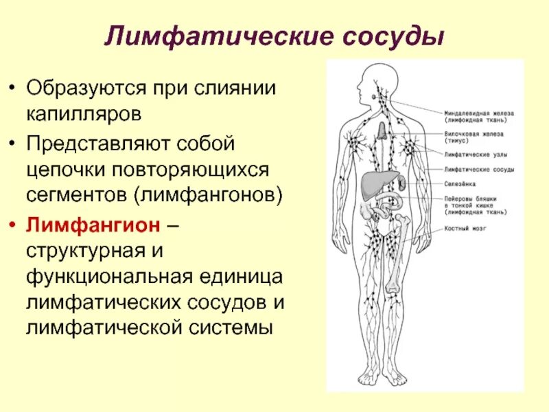 Лимфатические сосуды в организме. Лимфоидная система и лимфатическая система. Лимфатическая система человека строение и функции схема. Лимфатическая система особенности строения лимфатических сосудов. Лимфа сосуды расположение.